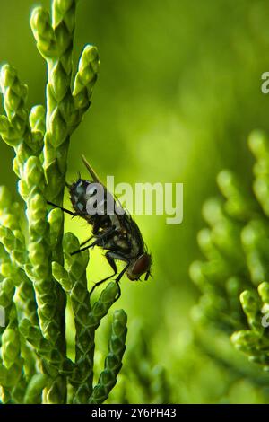 Eine schwarze und blaue Fliege ist auf einer grünen Pflanze. Die Fliege ist auf der Pflanze und bewegt sich nicht Stockfoto