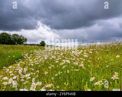 Feld im Sommer mit Himmel in der Nähe von Long Compton und den Rollright Stones an der Grenze zu Oxfordshire Warwickshire in der Region Cotswolds in England Großbritannien Stockfoto