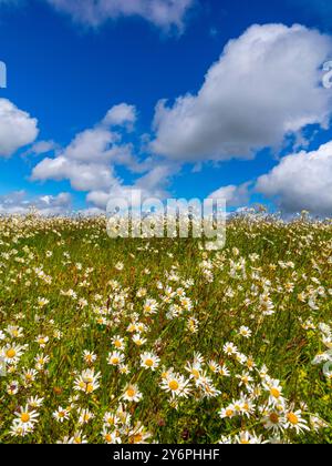 Wilde Blumen und Gräser wachsen im Sommer auf einem Feld mit blauem Himmel und weißen flauschigen Wolken darüber. Stockfoto