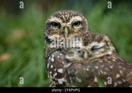 Zwei Eulen stehen nebeneinander auf einem grünen Feld. Einer der Eulen schaut in die Kamera, während der andere schläft Stockfoto