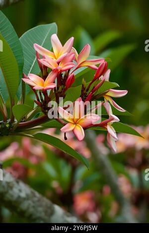 Ein Haufen rosafarbener Blumen mit gelben Mittelpunkten. Die Blumen sind auf einem Baumzweig. Die Blumen sind in voller Blüte Stockfoto