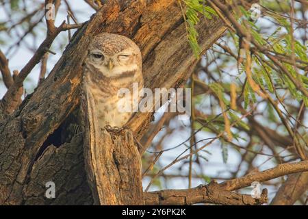 Gefleckte Owlet, (Athene brama), thront an seinem Wurzelloch in einem Baum, Bharatpur, Dehli, Indien. Stockfoto