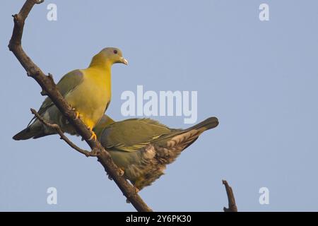 Gelbfüßige Grüne Taube (Treron Phoenicopterus), zwei auf einem Baum, Bharatpur, Dehli, Indien. Stockfoto