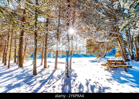 Sous bois des Pyrénées en France sous la neige. Stockfoto
