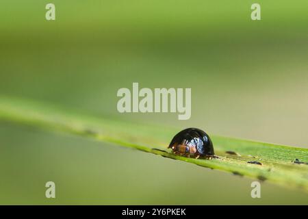 Ein kleiner Käfer sitzt auf einem Blatt. Die Wanze ist schwarz und braun. Das Blatt ist grün und hat einige Flecken Stockfoto