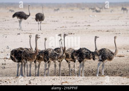 Junge Strauße (Struthio camelus) sammeln sich an einem Wasserloch im Etosha Nationalpark in Namibia, Afrika Stockfoto