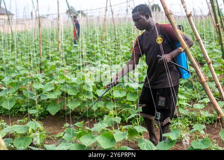 ISA, ein Landwirt, sprüht am 26. August 2024 Pestizide auf einer einmonatigen Gurkenfarm-Plantage um ein Wohngebiet in Sagamu, Ogun, Nigeria. Stockfoto