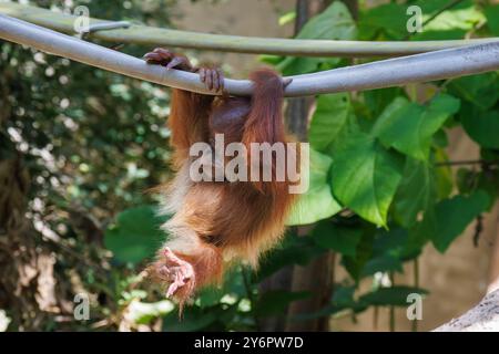 Ein junger Orang-Utan hängt an einer Metallstange mit grünem Laub im Hintergrund. Stockfoto