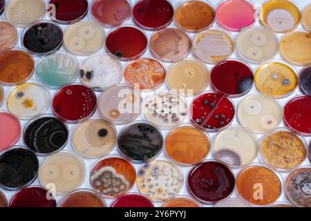 Eine Sammlung von Petrischalen mit verschiedenen bunten Bakterienkulturen auf weißem Hintergrund. Stockfoto