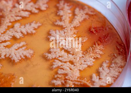 Nahaufnahme einer Bakterienkolonie, die auf einer Agar-Platte wächst und komplizierte Verzweigungsmuster zeigt. Stockfoto