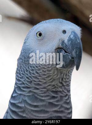Graupapagei, Graupapagei Kongo, Graupapagei Kongo, Graupapagei, Perroquet jaco, Psittacus erithacus, jákópapagáj Stockfoto