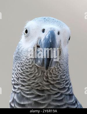 Graupapagei, Graupapagei Kongo, Graupapagei Kongo, Graupapagei, Perroquet jaco, Psittacus erithacus, jákópapagáj Stockfoto