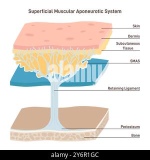 Oberflächliches muskuläres aponeurotisches System. Gewebeebene des Wangenbedeckenden Gesichtes. Verbindet Gesichts- und Nackenmuskeln mit der Haut. Illustration des flachen Vektors Stock Vektor