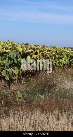 Pflanzen am Rande eines Feldes Stockfoto