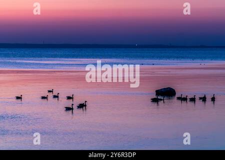 Abendliche Atmosphäre mit Gänsen in der Nähe von Landskrona. Strandängsgatan, Landskrona kommun, Skåne, Schweden Stockfoto