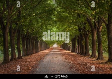 Baumtunnelgang, Linden. Toskana, Italien. Stockfoto