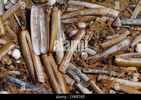 Blick hinunter auf verschiedene Muscheln und Razor Clam Muscheln, die verstreut an Einem Sandstrand bei Low Tide, Snettisham, Großbritannien, gespült wurden Stockfoto