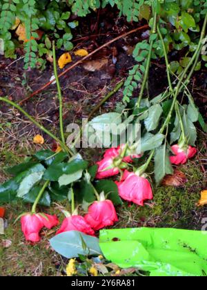 ...Und noch ein Strauß Blumen mit Flugstunde vom Balkon... Rosengarten *** und ein weiterer Blumenstrauß mit einer Flugstunde vom Rosengarten Balkon Stockfoto