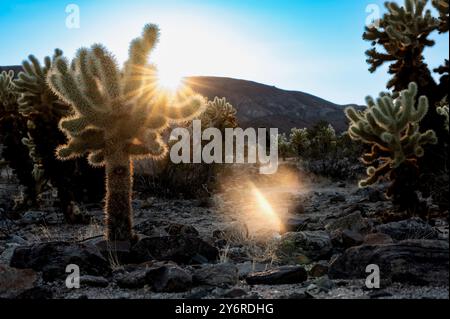 Eine Wüstenlandschaft mit einem Kakteen, bei dem die Sonne hinter den Bergen untergeht und ein warmes Licht über die Szene wirft. Stockfoto