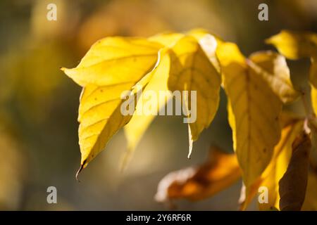 Gelbe Blätter auf Ästen im Herbstwald. Herbst Hintergrund Stockfoto