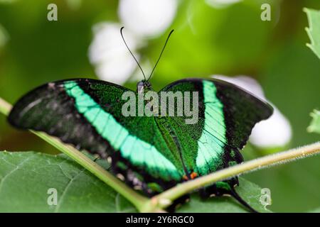 Papilio Crino, gemeiner Pfau auf Blattfütterung Stockfoto