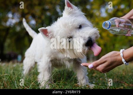 Der Hund trinkt Wasser aus einer Plastikflasche. Haustierbesitzer kümmert sich an einem heißen sonnigen Tag um seinen dalmatiner, Tierpflegekonzept Stockfoto