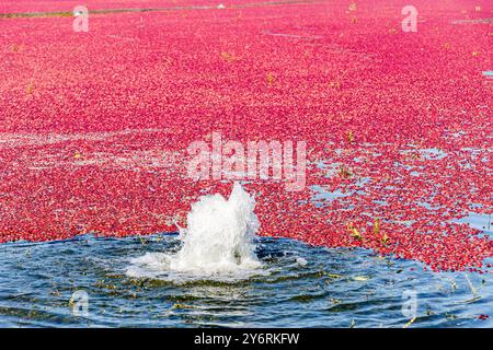 Wasserfontäne, die ein rotes Cranberries-Moor in Lanaudiere, Québec, Kanada, überschwemmt, das zur Ernte bereit ist. Stockfoto