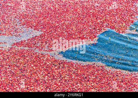 Rote Rip Cranberries, die auf dem Wasser schwimmen und auf die Ernte warten, in einem Québec Cranberry Moor. Roter Hintergrund mit Wasser. Stockfoto