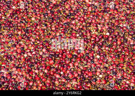 Rote Cranberries warten auf die Ernte in einem Québec Cranberry Moor Stockfoto