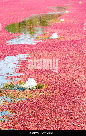 Wasserfontäne, die ein rotes Cranberries-Moor in Lanaudiere, Québec, Kanada, überschwemmt, das zur Ernte bereit ist. Vertikale Ansicht. Stockfoto