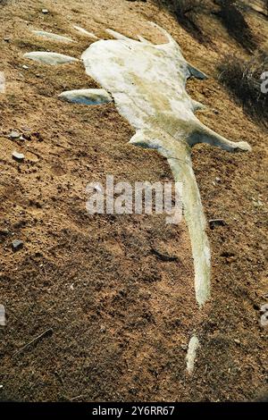 Die verlassenen Dinosaurierruinen aus Beton im Apple Valley, Kalifornien, sind ein faszinierender und unheimlicher Anblick. Diese Dinosaurier wurden in den 1970er Jahren von Lonnie Coffman für einen Minigolfplatz geschaffen, der nie fertiggestellt wurde. Stockfoto