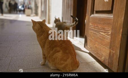 Zwei Katzen sitzen und stehen draußen in einer sonnigen Straße neben einer Holztür, mit verschwommenen Menschen im Hintergrund. Stockfoto