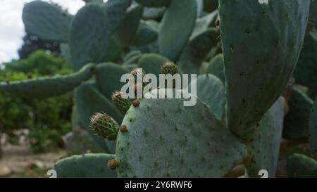 Nahaufnahme eines Feigenkaktus, Opuntia Ficus-indica, der im Freien in apulien, süditalien wächst und die grünen Pads und jungen Fruchtknospen zeigt Stockfoto