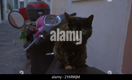 Eine neugierige Katze sitzt auf einem Motorrad in einer malerischen Gasse von gallipoli, apulien, und fängt einen Moment des Alltags in salento, italien, ein. Stockfoto