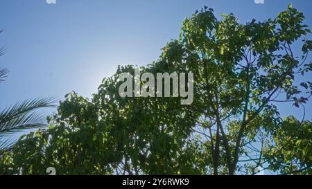 Blick auf einen Walnussbaum in apulien, italien, mit leuchtend grünen Blättern vor einem klaren blauen Himmel in einer Umgebung im Freien. Stockfoto