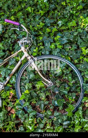 Ein Fahrrad, das auf dem Boden über einer Efeupflanze liegt Stockfoto