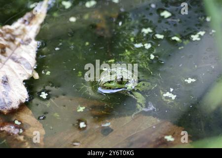 Speisefrosch (Pelophylax esculentus), Teich, im Wasser, grün, Herbst, nur der Kopf des Teichfrosches schaut aus dem Wasser Stockfoto