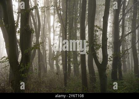 Die Morgensonne durchdringt den Nebel im Laubwald Nordrhein-Westfalen, Deutschland, Europa Stockfoto