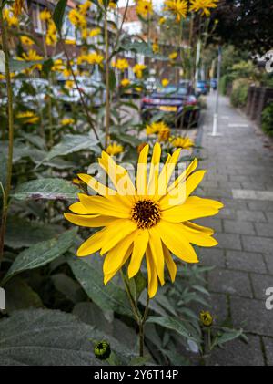 Eine bezaubernde Straße in Leiden, Niederlande, mit leuchtenden Sonnenblumen unter klarem Himmel, die das heitere Wesen des niederländischen Stadtlebens einfangen. Stockfoto