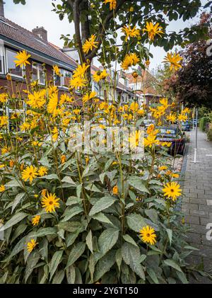 Eine bezaubernde Straße in Leiden, Niederlande, mit leuchtenden Sonnenblumen unter klarem Himmel, die das heitere Wesen des niederländischen Stadtlebens einfangen. Stockfoto