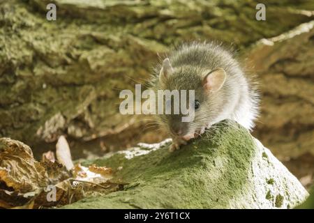 Eine junge Norwegerratte (Rattus norvegicus) sitzt auf einem moosbedeckten Felsen im Wald, umgeben von grüner Vegetation, Hessen, Deutschland, Europa Stockfoto