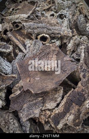 Rinde einer Korkeiche (Quercus suber), Portugiesisch, Baum, Baumrinde, Teile, Pflanze, nützliche Pflanze, Kork, Nahaufnahme Stockfoto