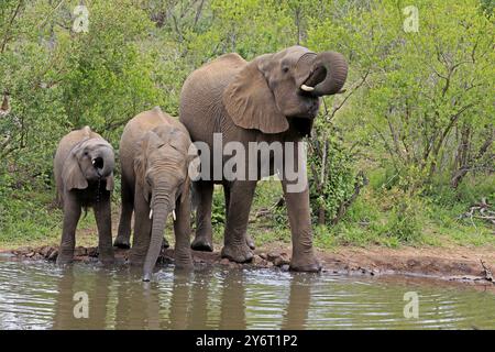 Afrikanischer Elefant (Loxodonta africana), Jugendliche, Mutter, Erwachsene, Weibchen, Mutter mit zwei Jungtieren, am Wasser, trinken, Kruger-Nationalpark, Kruge Stockfoto