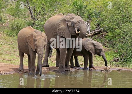 Afrikanischer Elefant (Loxodonta africana), Jugendliche, Mutter, Erwachsene, Weibchen, Mutter mit zwei Jungtieren, am Wasser, trinken, Kruger-Nationalpark, Kruge Stockfoto