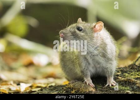 Nahaufnahme einer Norwegerratte (Rattus norvegicus) im Wald. Sie sitzt auf dem Boden und blickt zur Seite, Hessen, Deutschland, Europa Stockfoto