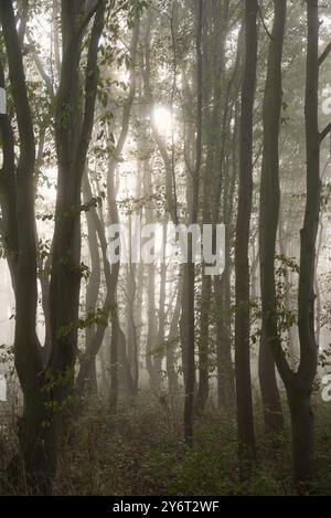 Die Morgensonne durchdringt den Nebel im Laubwald Nordrhein-Westfalen, Deutschland, Europa Stockfoto