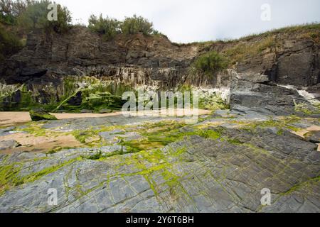 Harlyn Bay Beach, Cornwall, England, 25. Juni 2024, grüne, moosbedeckte Felsen am Strand Stockfoto