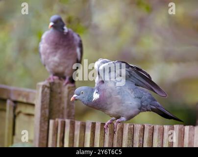 Zwei Holztauben saßen auf einem Gartenzaun, ein Flügel streckte sich aus. North Norfolk Großbritannien. Stockfoto