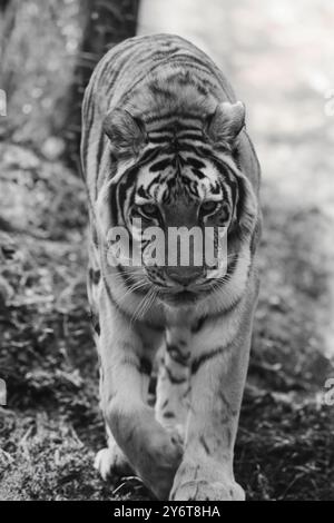 Eine schwarz-weiße Nahaufnahme eines Tigers, der in seinem natürlichen Lebensraum spaziert. Stockfoto