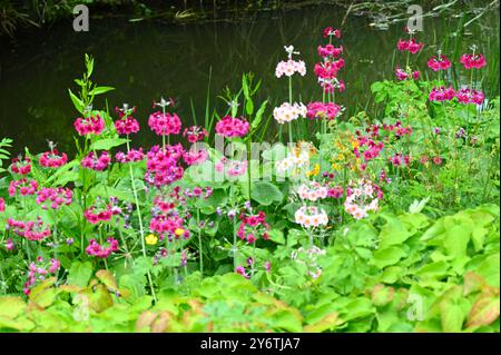 Gemischte Frühlingsblumen von Kerzenleuchtern, Primula Kerzenleuchter-Hybriden, die auf dem Wasser im britischen Garten im Mai wachsen Stockfoto